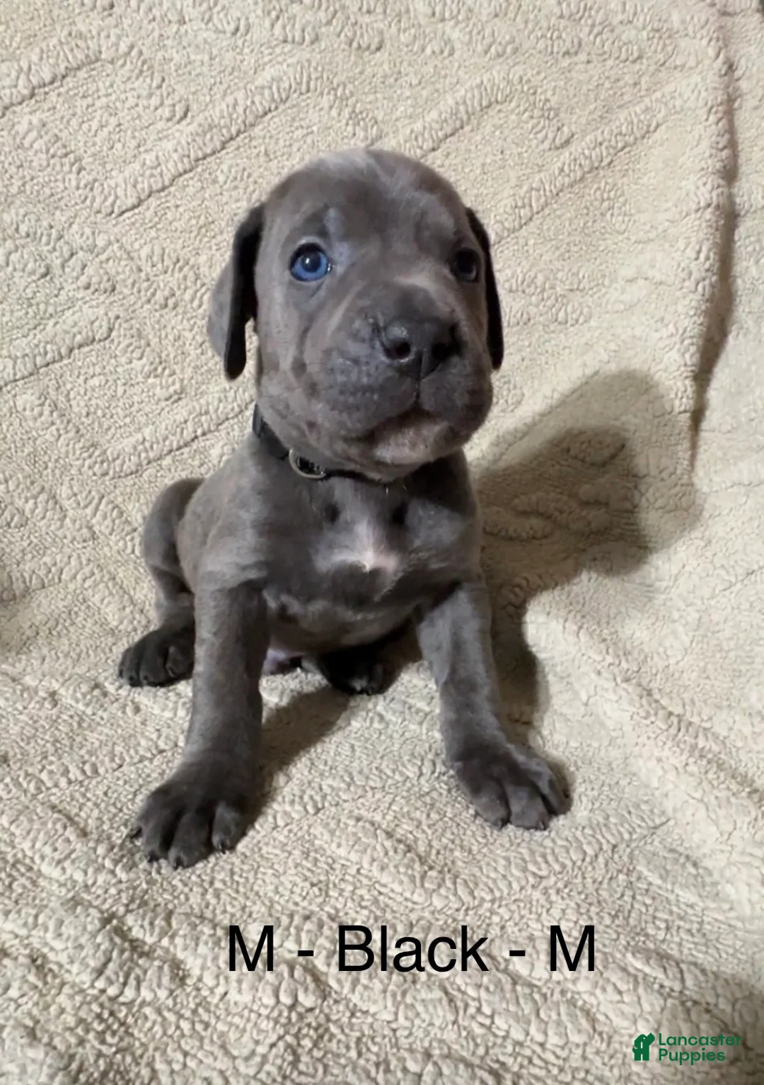 Cane Corso dogs for sale: Black - Ad 1