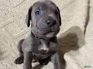 Cane Corso dogs Black - Ad 14