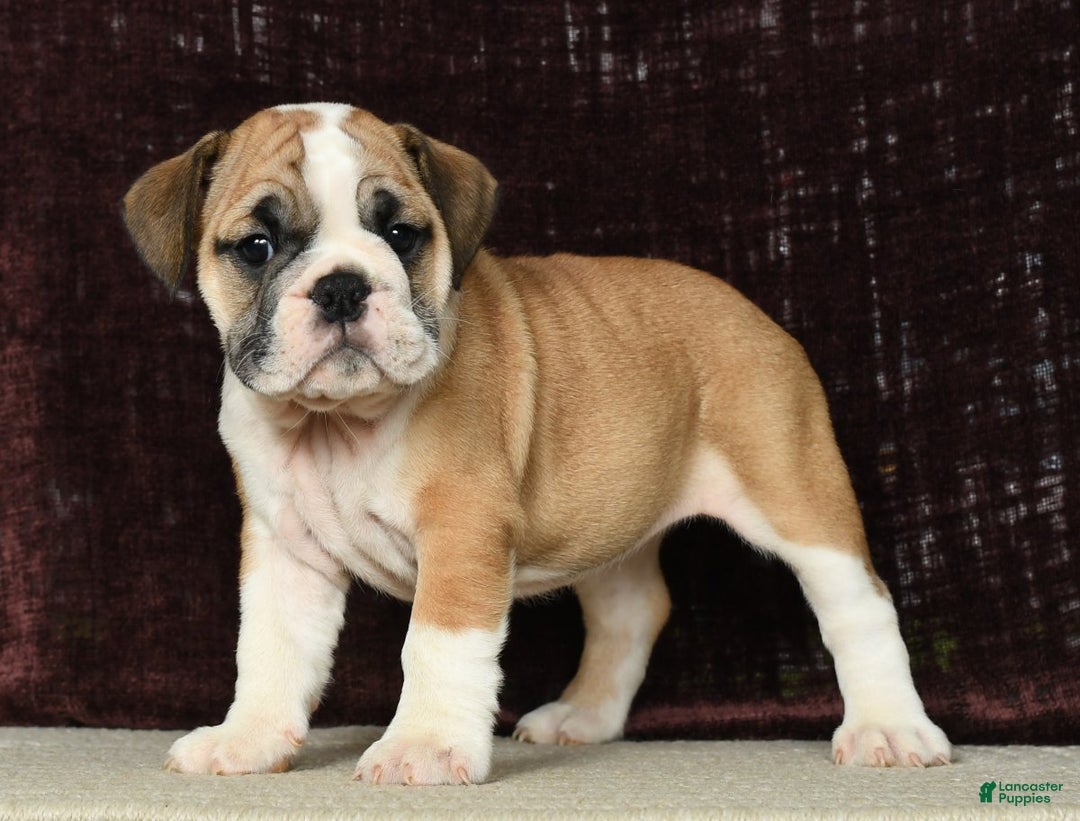 English Bulldog dogs for sale: Amber - Ad 4