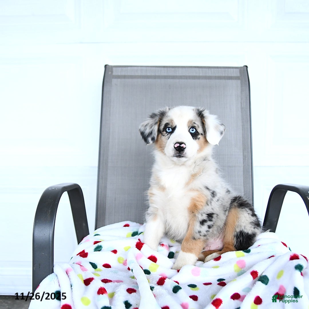 Australian Shepherd dogs for sale: Wyatt - Ad 2