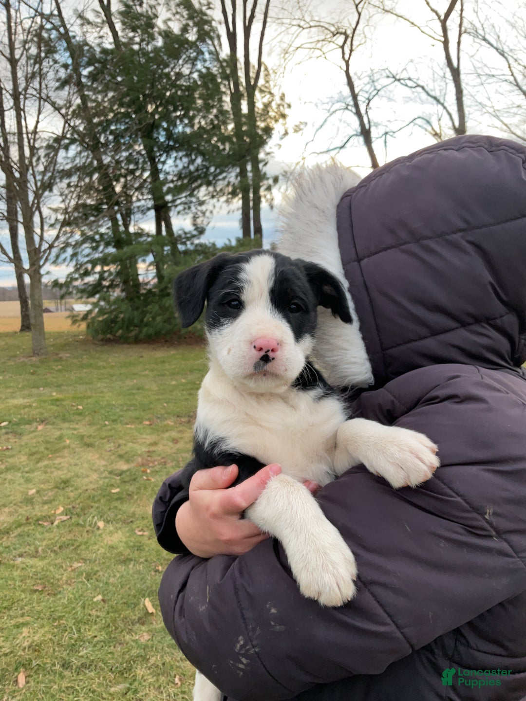 Mixed Breed dogs for sale: Eleanor  - Ad 5