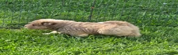 Shar Pei dogs for sale: Norah  - Ad 7