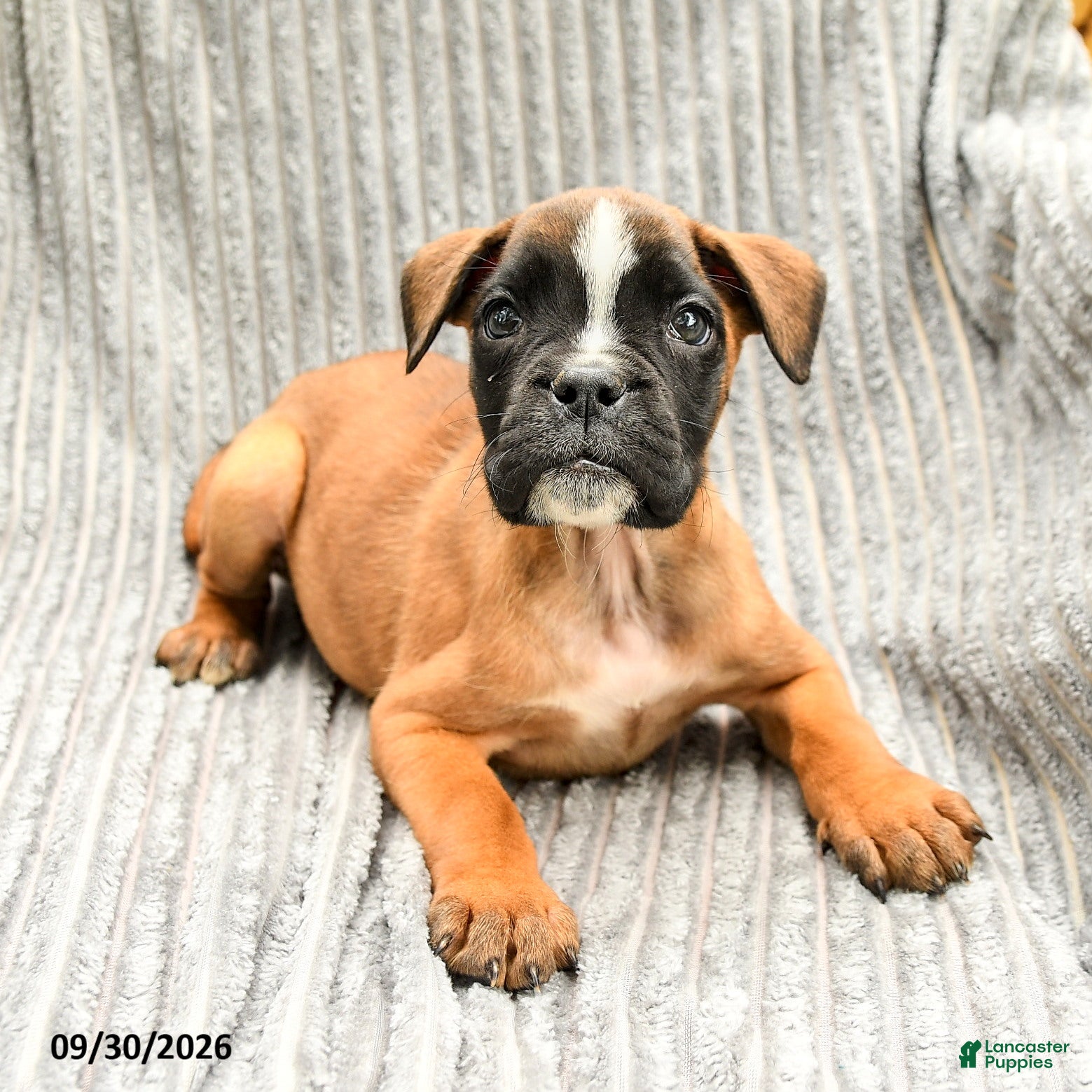 Mixed Breed dogs Rose  - Ad 2