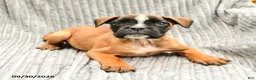 Mixed Breed dogs for sale: Rose  - Ad 2