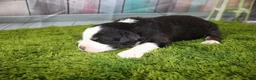 Miniature Australian Shepherd dogs for sale: Liberty - Ad 8