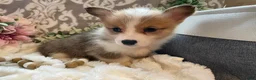 Welsh Corgi Pembroke dogs for sale: Sage - Ad 2