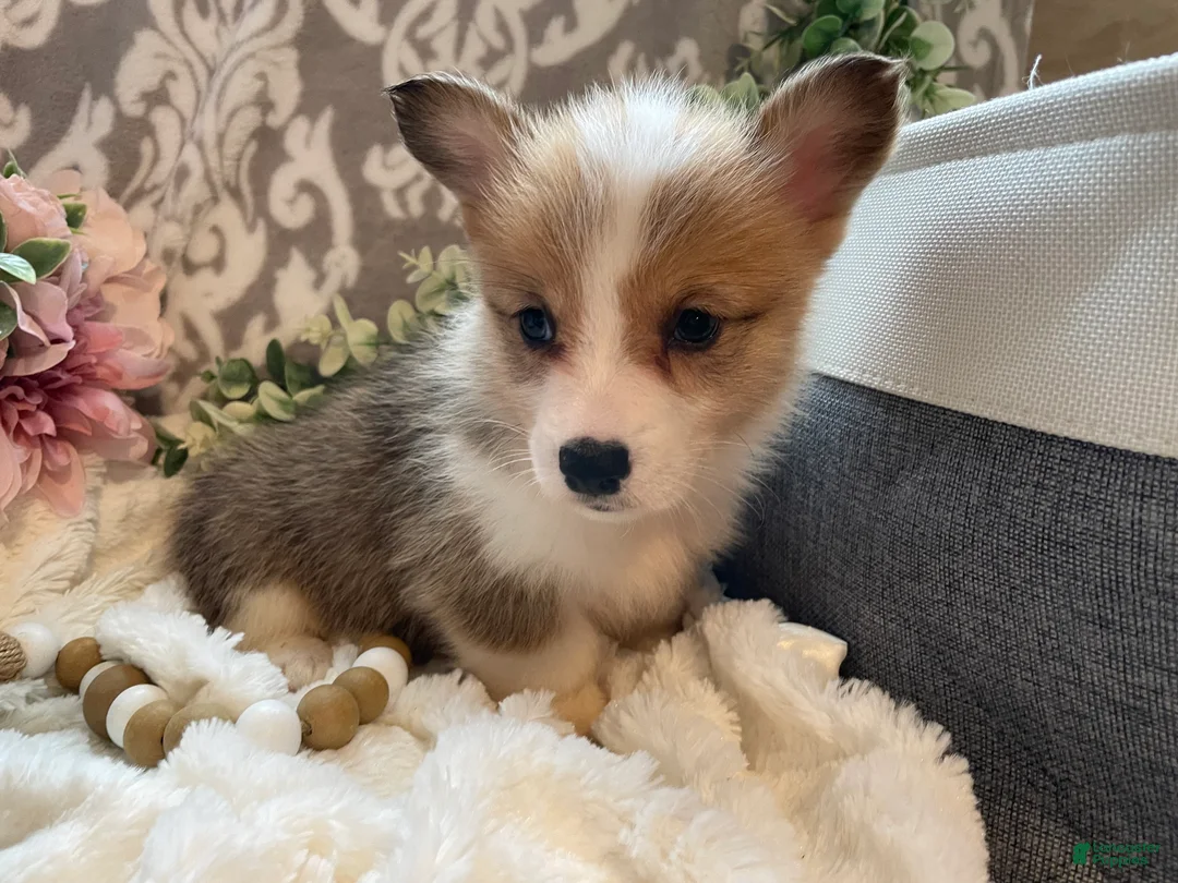 Welsh Corgi Pembroke dogs for sale: Sage - Ad 2