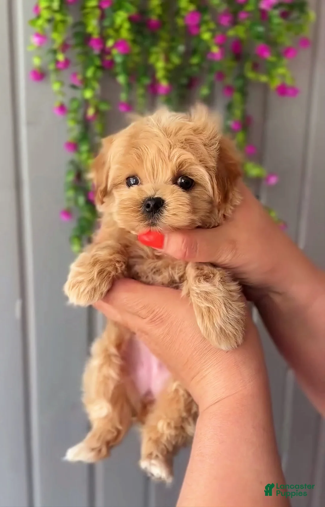Maltipoo dogs for sale: Judy - Ad 2