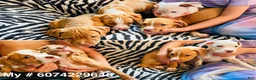 Mixed Breed dogs for sale: Mixed Breed 2 - Ad 3