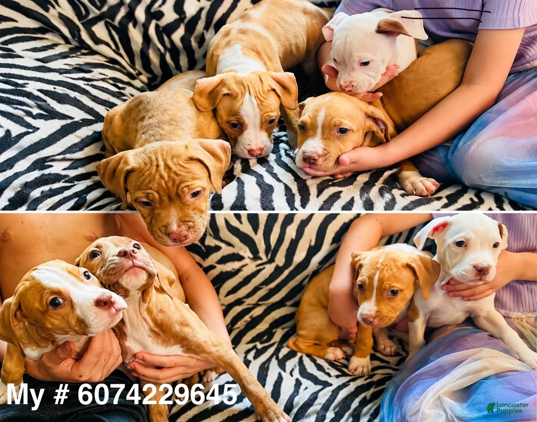 Mixed Breed dogs for sale: Mixed Breed 2 - Ad 3