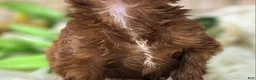 Cockapoo dogs for sale: Emily - Ad 22