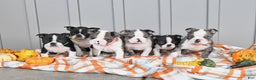 Boston Terrier dogs for sale: Gloria - Ad 3