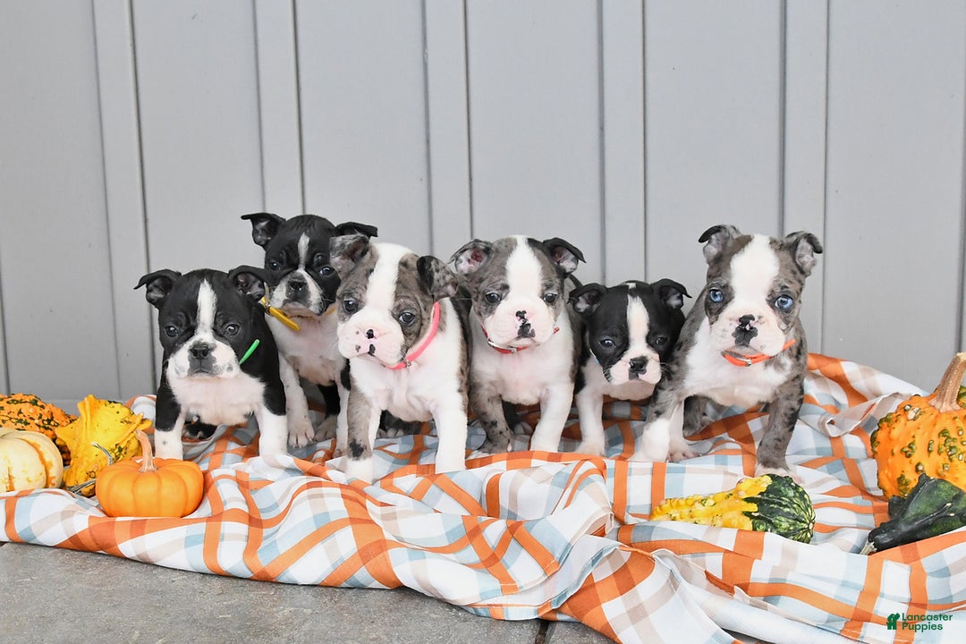 Boston Terrier dogs for sale: Gloria - Ad 3