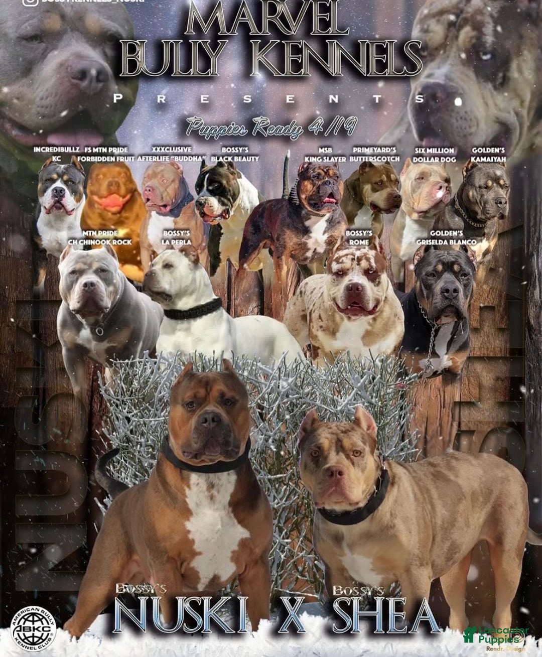 American Bully dogs for sale: Luck - Ad 4