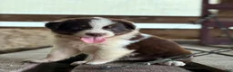 Australian Shepherd dogs for sale: Clay - Ad 3