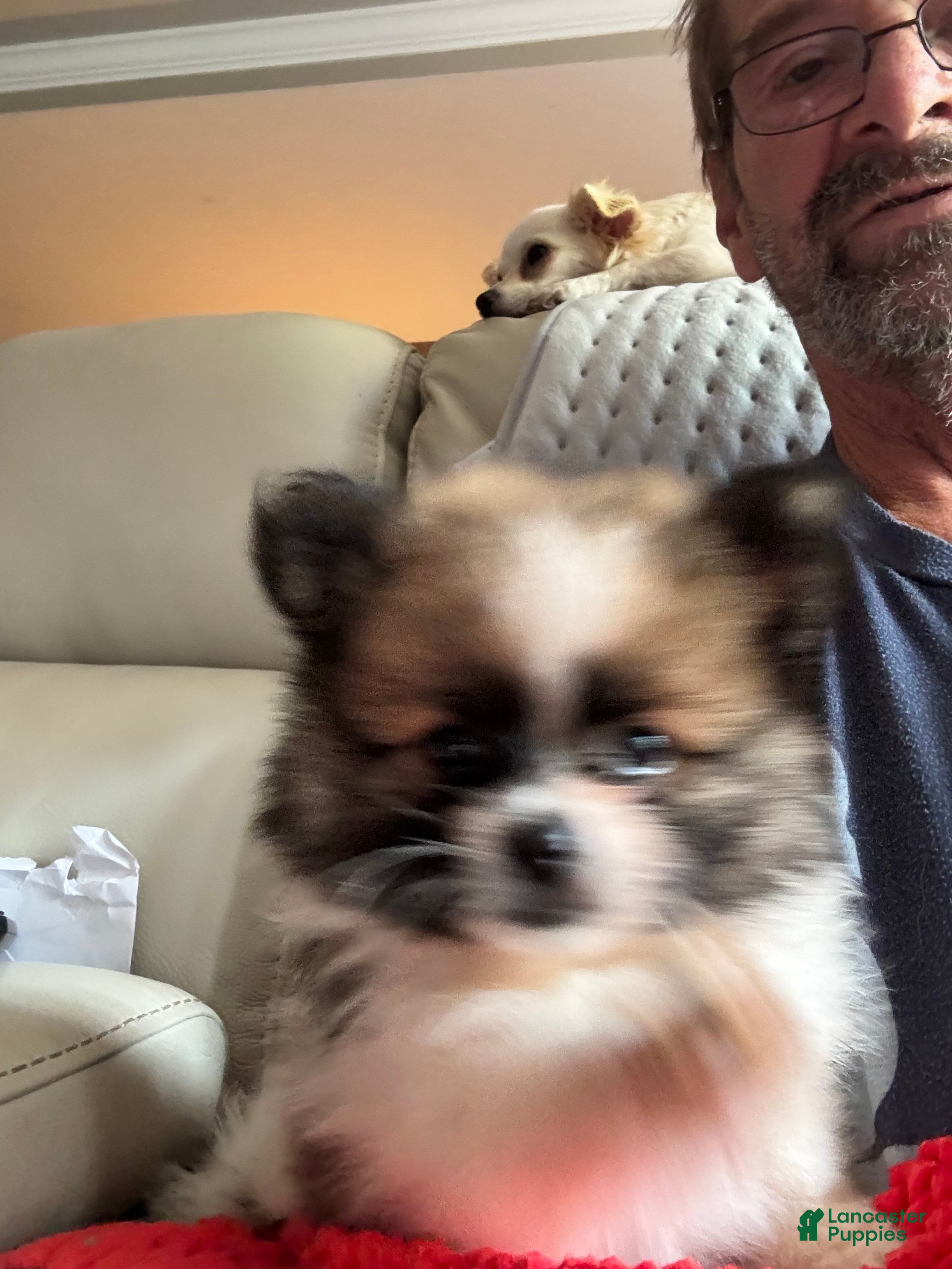 Pomeranian dogs Beethoven  - Ad 2
