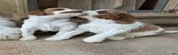 Cavapoo dogs for sale: Jade - Ad 3