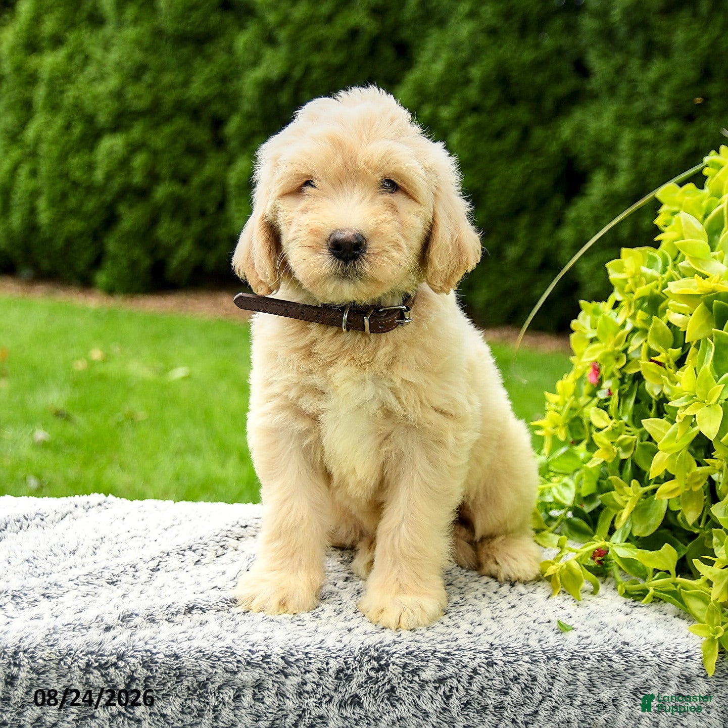 Mini Goldendoodle dogs Harris - Ad 2