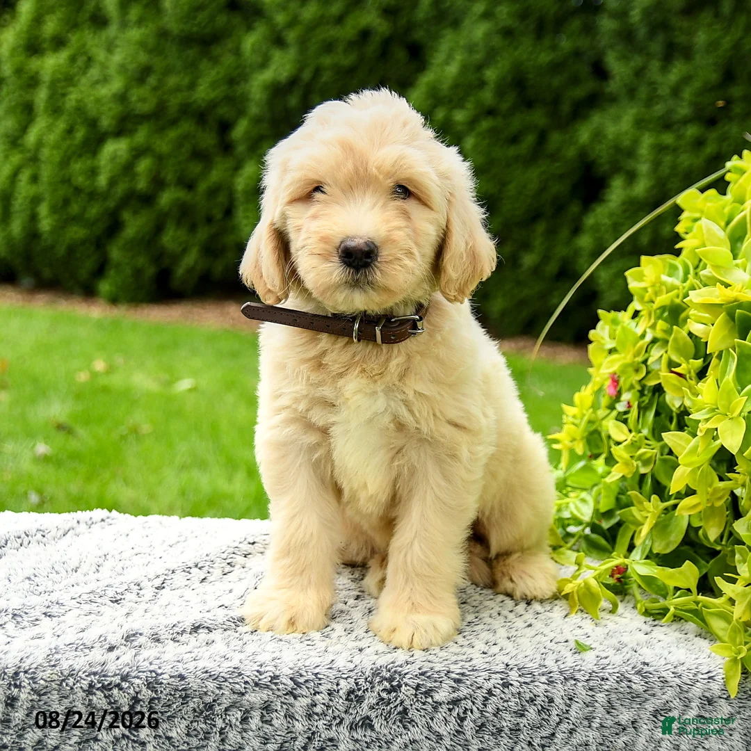 Mini Goldendoodle dogs for sale: Harris - Ad 2