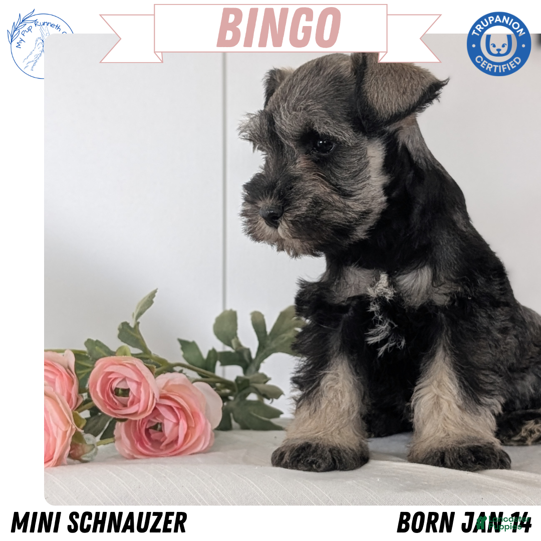 Miniature Schnauzer dogs Bingo - Ad 1