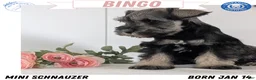 Miniature Schnauzer dogs for sale: Bingo - Ad 1