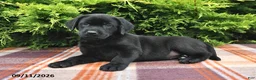 Labrador Retriever dogs for sale: Kallie - Ad 4