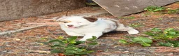 Miniature Australian Shepherd dogs for sale: Miniature Australian Shepherd 1 - Ad 4