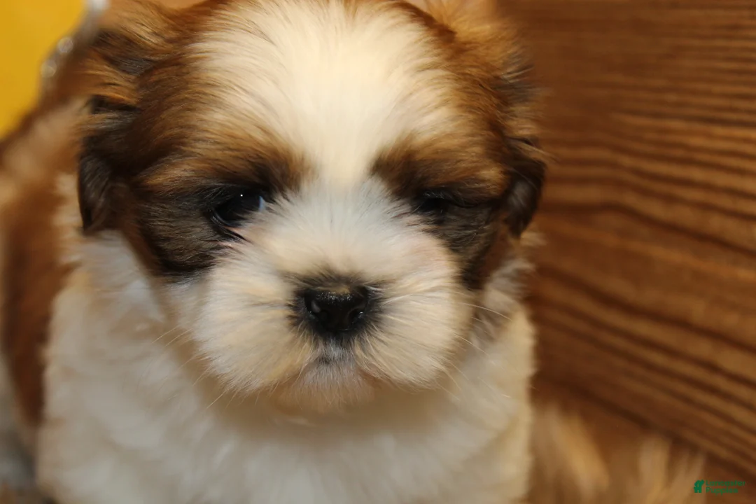 Shih Tzu dogs for sale: Bailey - Ad 10