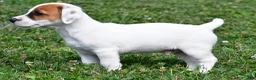 Jack Russell Terrier dogs for sale: Buster - Ad 4