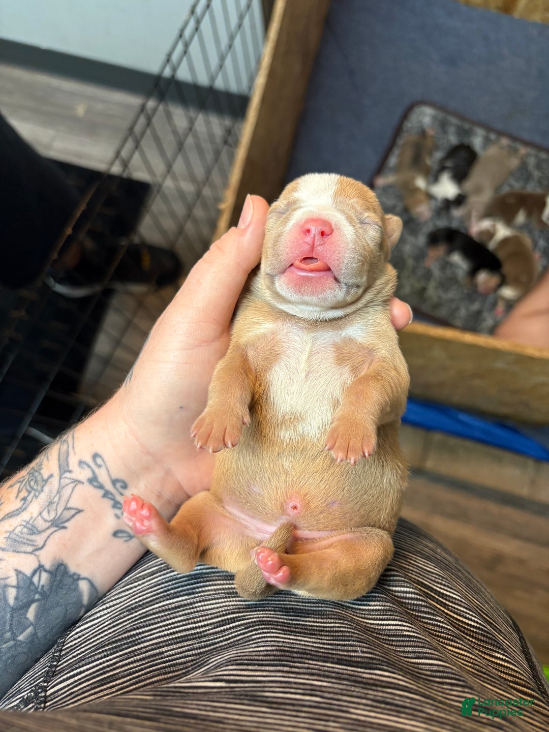 American Bully dogs for sale: Caramel  - Ad 9