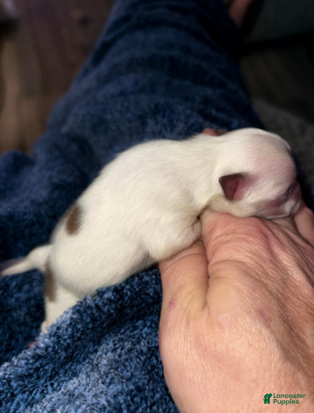 Pomeranian dogs for sale: Nash - Ad 4