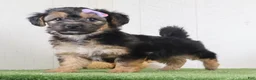 Yochon dogs for sale: Piper - Ad 3