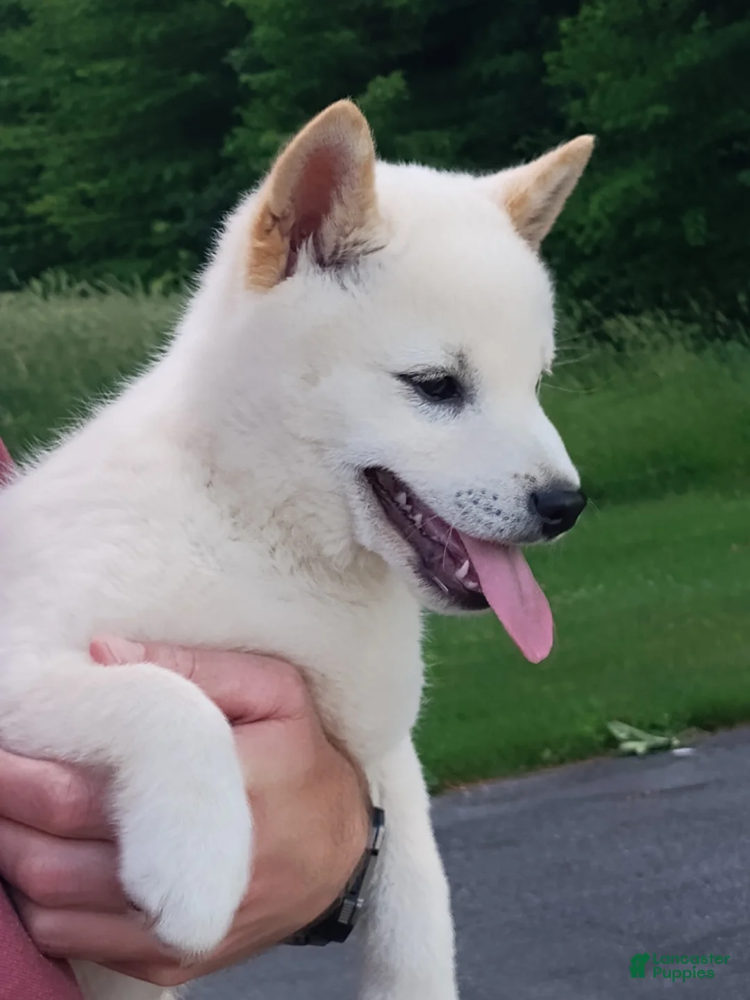Shiba Inu dogs for sale: Jasper  - Ad 5