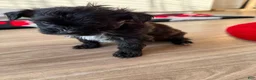 Shorkie dogs for sale: Shorkie 3 - Ad 3