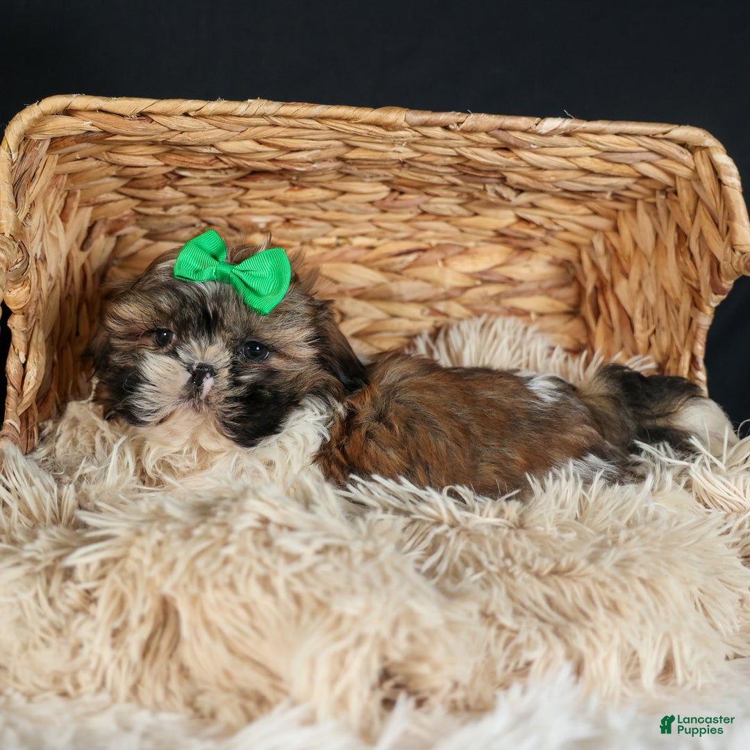 Shih Tzu dogs for sale: RUSTY - Ad 16