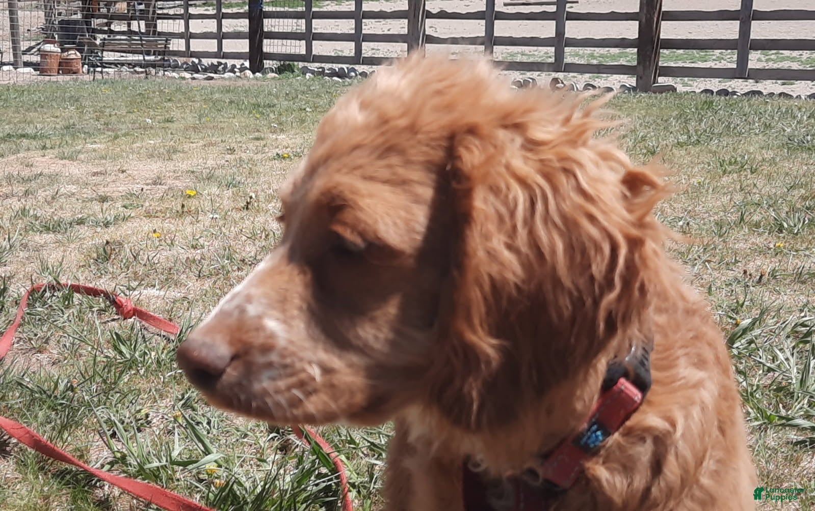 Cockapoo dogs for sale: Lacy - Ad 2