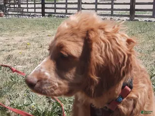 Cockapoo dogs for sale: Lacy - Ad 2