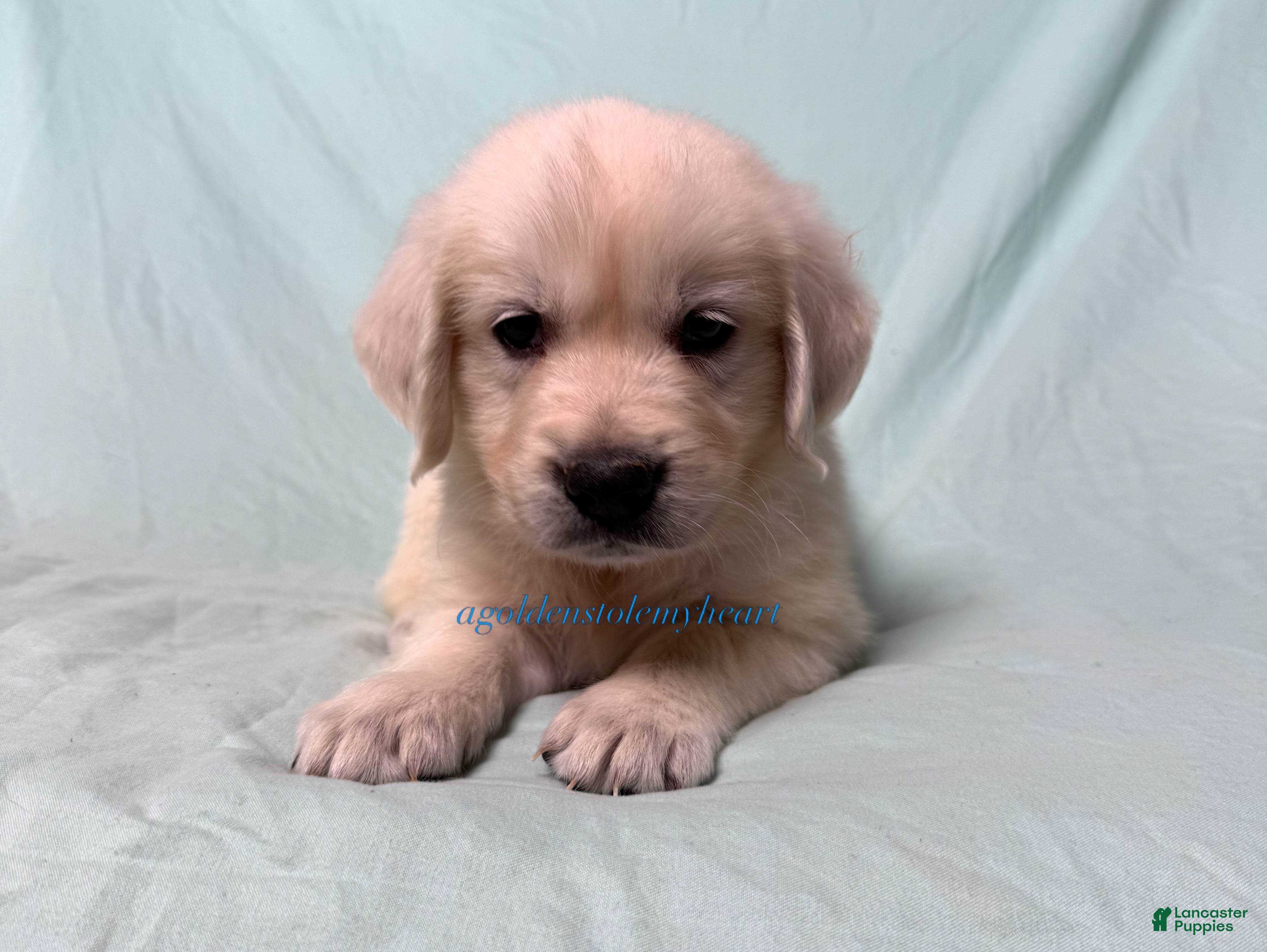 Golden Retriever dogs Matty - Ad 1