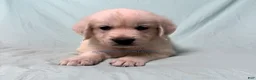 Golden Retriever dogs for sale: Matty - Ad 1