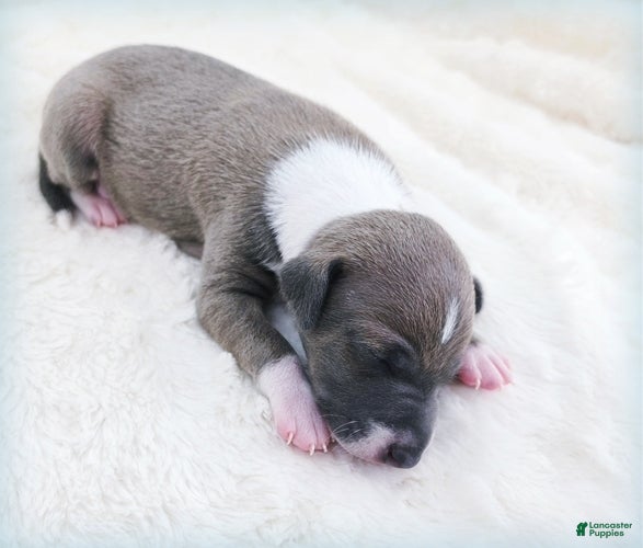 Italian Greyhound dogs for sale: VanZant - Ad 2