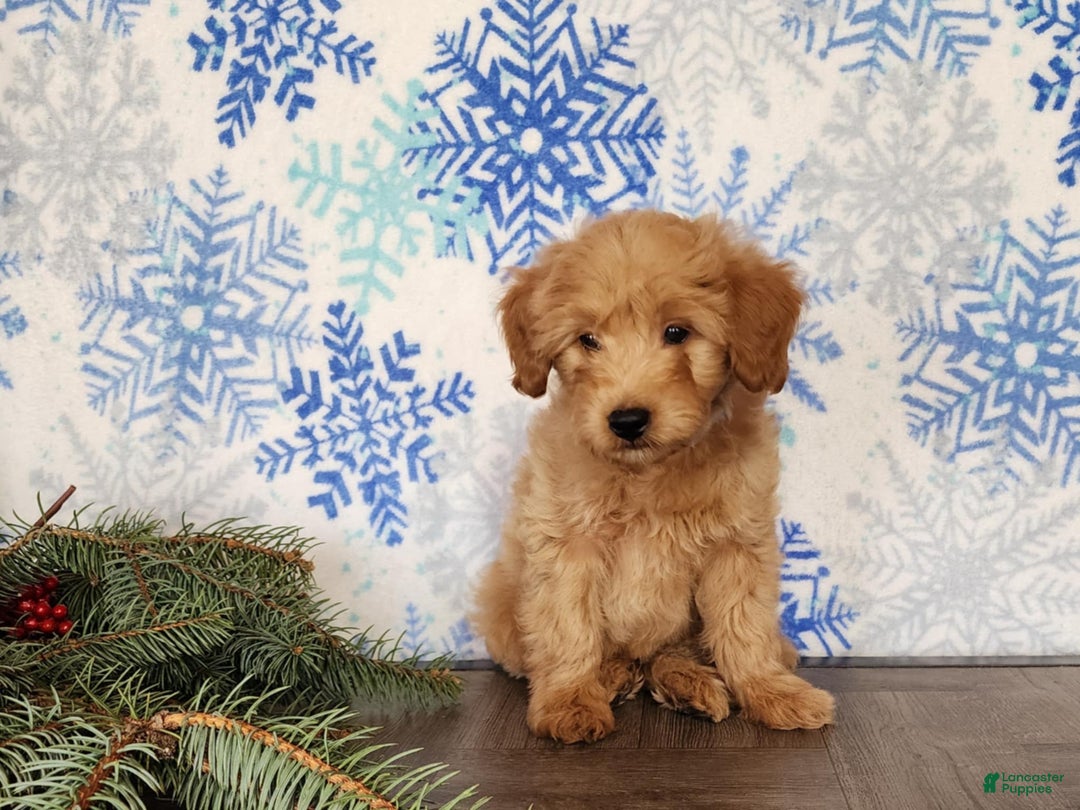 Mini Goldendoodle dogs for sale: Reno - Ad 11