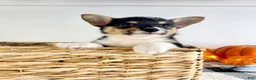 Welsh Corgi Pembroke dogs for sale: CKC May - Ad 5