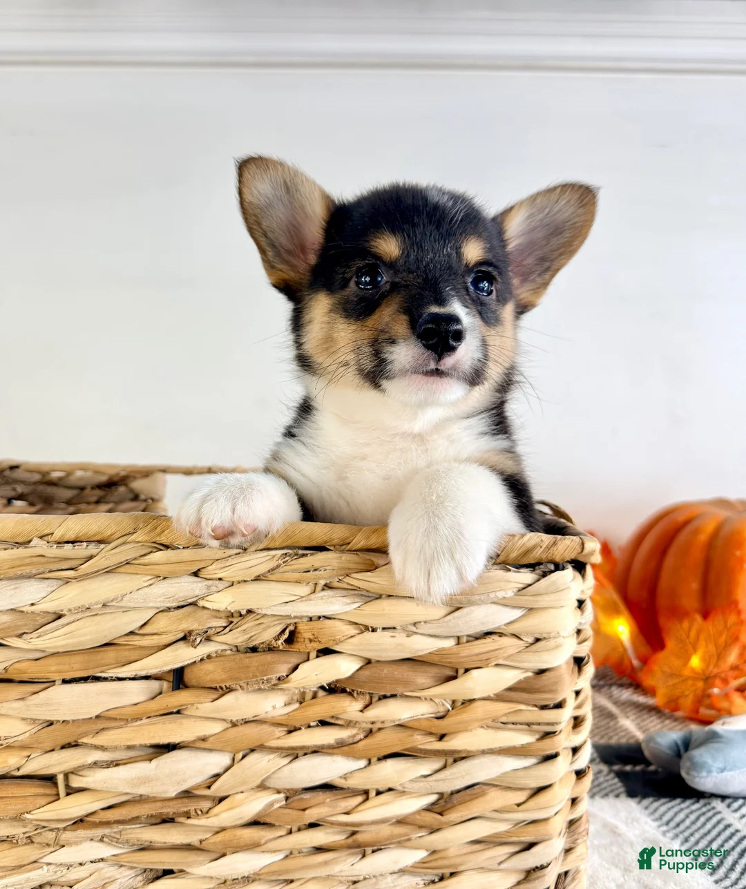Welsh Corgi Pembroke dogs for sale: CKC May - Ad 5