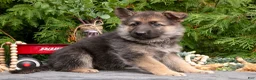 German Shepherd dogs for sale: Veruca - Ad 2