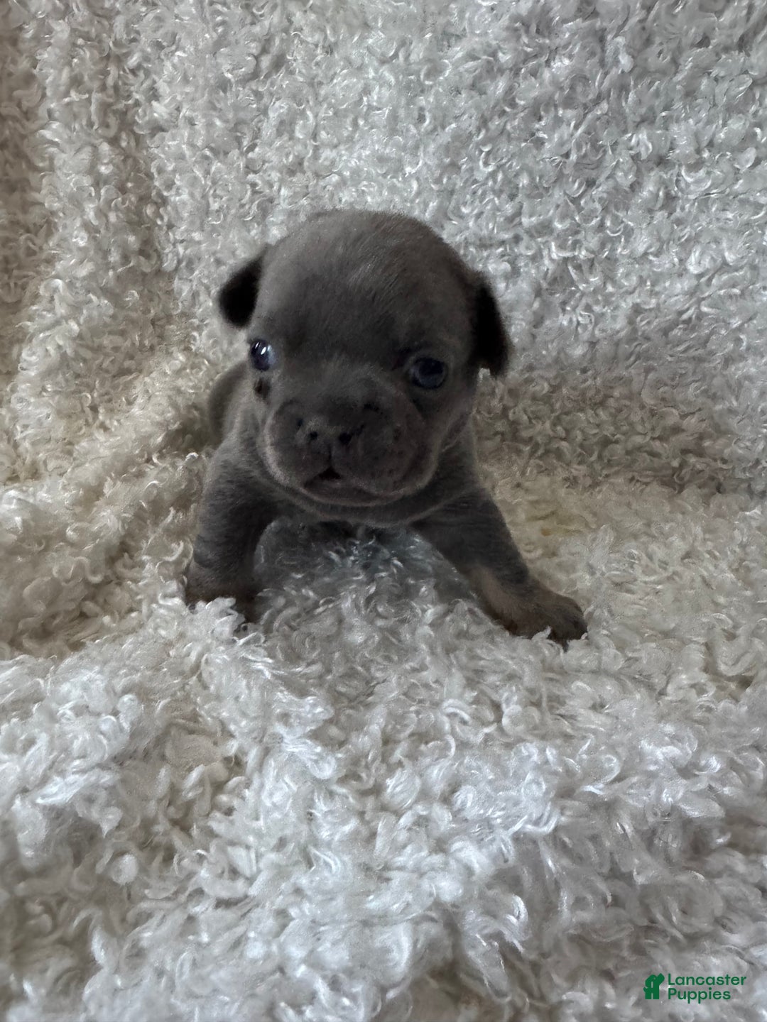 French Bulldog dogs for sale: Raven  - Ad 6