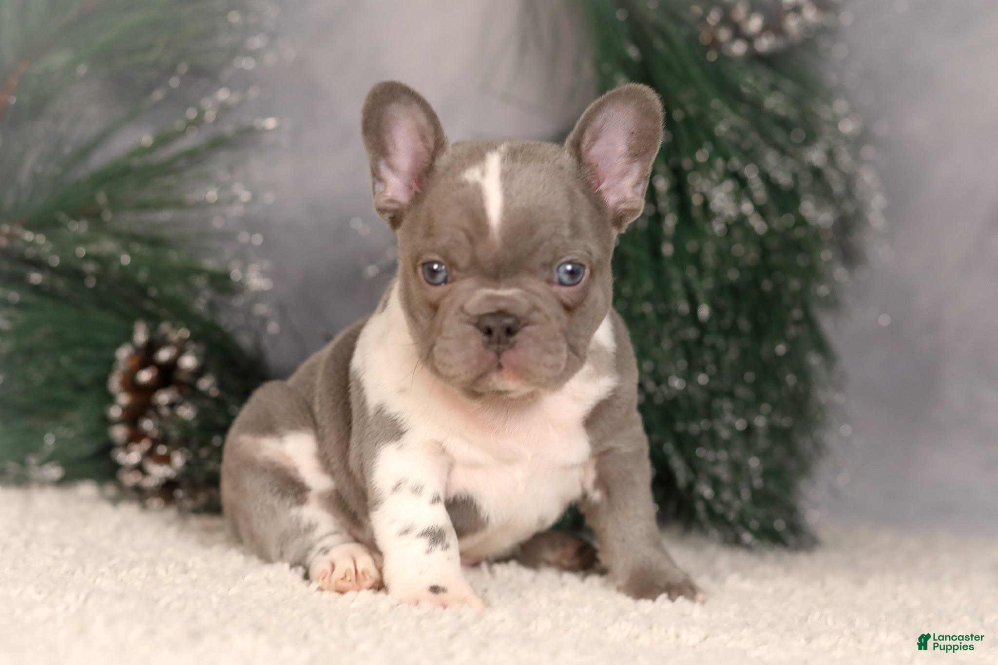 French Bulldog dogs Baxter - Ad 5