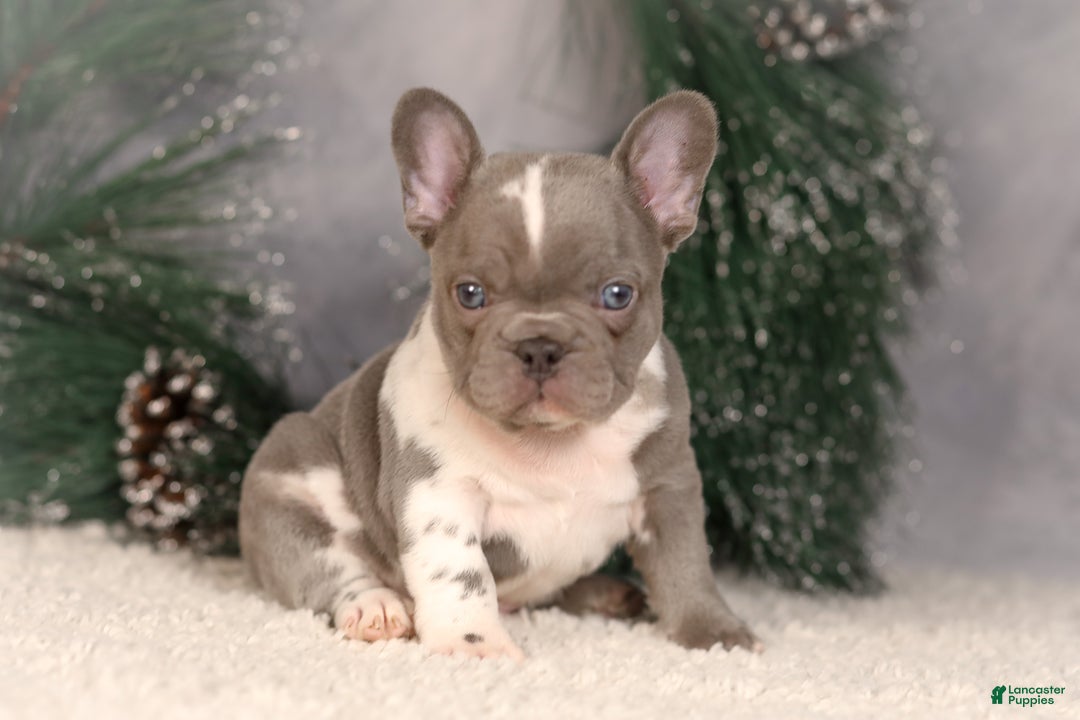French Bulldog dogs for sale: Baxter - Ad 1
