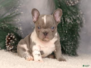 French Bulldog dogs Baxter - Ad 13