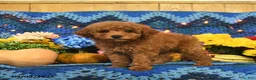 Mini Goldendoodle dogs for sale: Curly Que - Ad 4