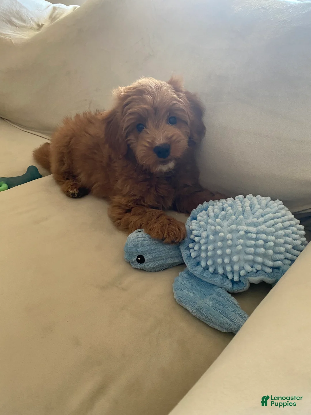 Mini Goldendoodle dogs for sale: Mini Goldendoodle  - Ad 4